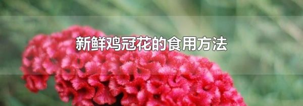 新鲜鸡冠花的食用方法