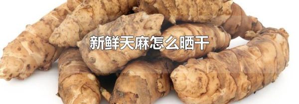 新鲜天麻怎么晒干