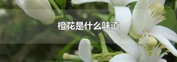 橙花是什么味道