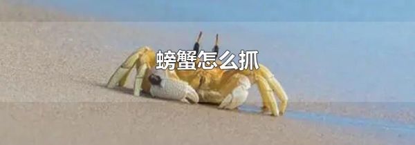 螃蟹怎么抓