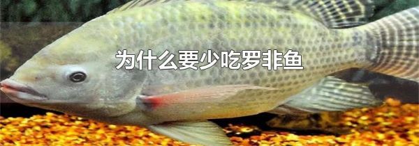 为什么要少吃罗非鱼