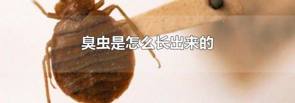 臭虫是怎么长出来的