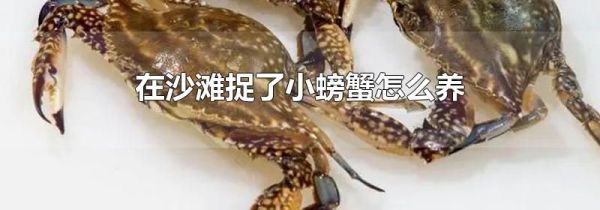 在沙滩捉了小螃蟹怎么养