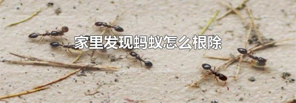 家里发现蚂蚁怎么根除
