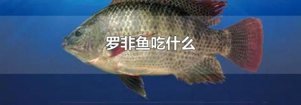 罗非鱼吃什么