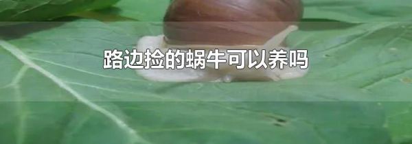 路边捡的蜗牛可以养吗