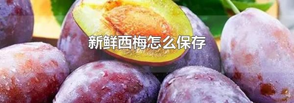 新鲜西梅怎么保存