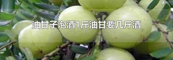 油甘子泡酒1斤油甘要几斤酒