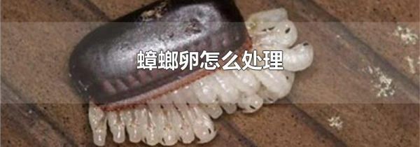 蟑螂卵怎么处理
