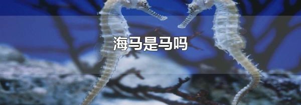 海马是马吗