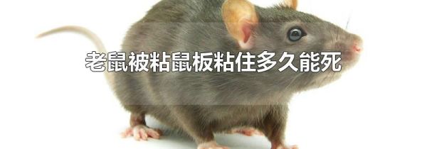 老鼠被粘鼠板粘住多久能死