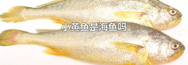 小黄鱼是海鱼吗