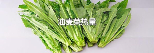 油麦菜热量