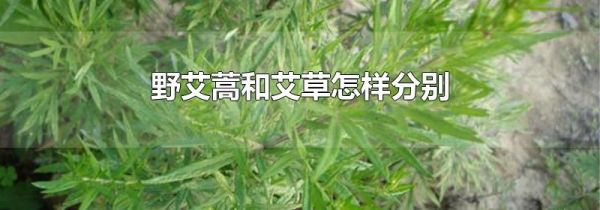 野艾蒿和艾草怎样分别