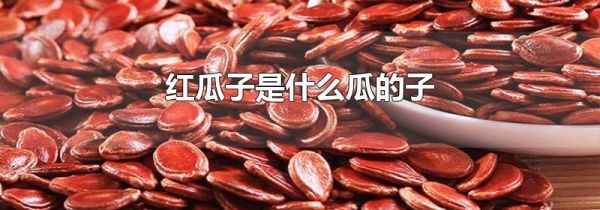 红瓜子是什么瓜的子