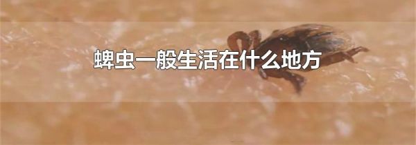 蜱虫一般生活在什么地方