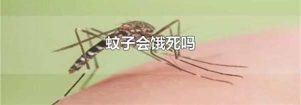 蚊子会饿死吗