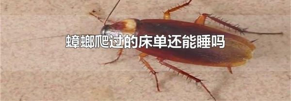 蟑螂爬过的床单还能睡吗