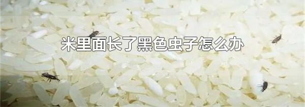 米里面长了黑色虫子怎么办