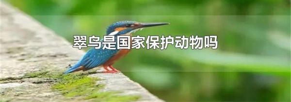 翠鸟是国家保护动物吗