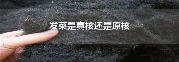 发菜是真核还是原核