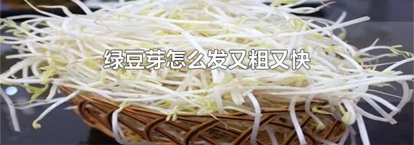 绿豆芽怎么发又粗又快