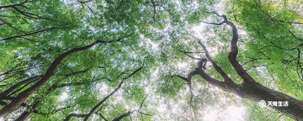 秋天树叶为什么会变黄 秋天树叶变黄原因