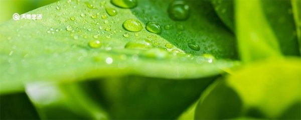 甲烷是有机物吗 甲烷是什么气体