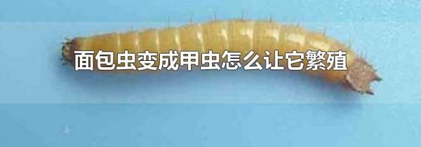 面包虫变成甲虫怎么让它繁殖