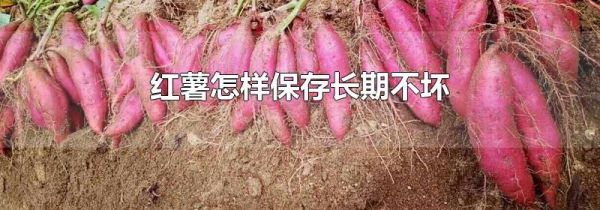 红薯怎样保存长期不坏