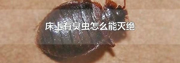 床上有臭虫怎么能灭绝