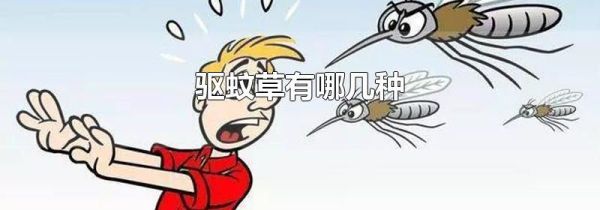 驱蚊草有哪几种