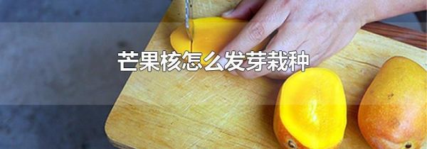 芒果核怎么发芽栽种