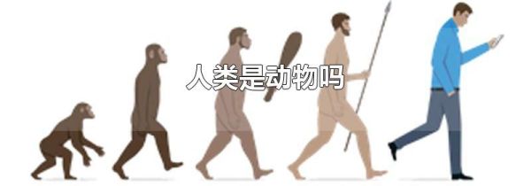 人类是动物吗