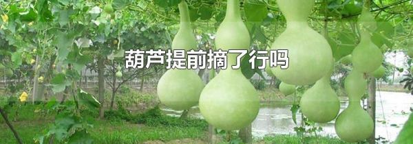 葫芦提前摘了行吗