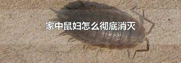 家中鼠妇怎么彻底消灭