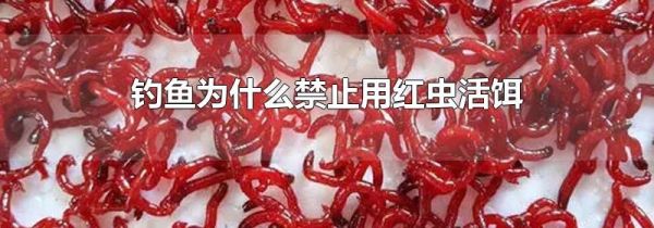 钓鱼为什么禁止用红虫活饵