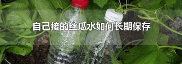 自己接的丝瓜水如何长期保存