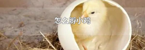 怎么孵小鸡