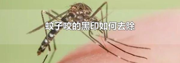 蚊子咬的黑印如何去除