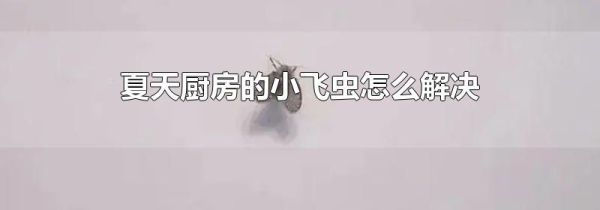 夏天厨房的小飞虫怎么解决