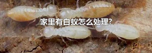 家里有白蚁怎么处理?