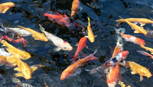 漂亮的金鱼是由什么鱼演变而来的 金鱼是由什么鱼进化而来的