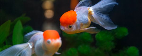 漂亮的金鱼是由什么鱼演变而来的 金鱼是由什么鱼进化而来的