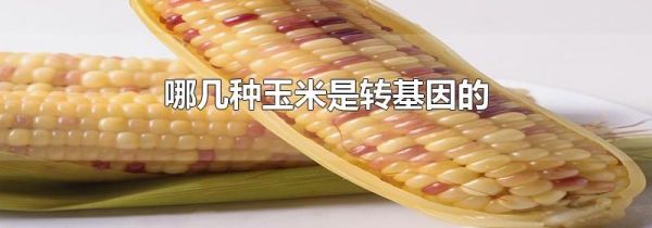 哪几种玉米是转基因的