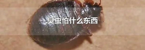 臭虫怕什么东西