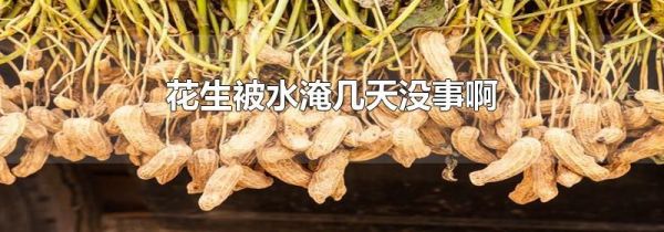 花生被水淹几天没事啊