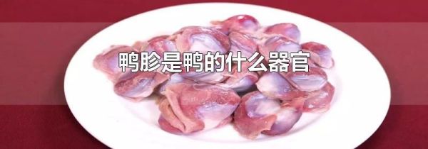 鸭胗是鸭的什么器官