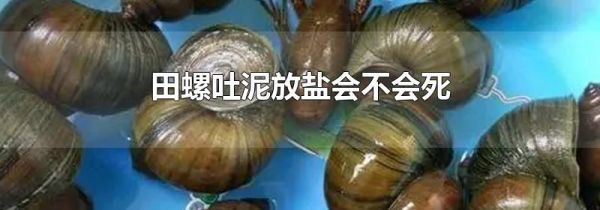 田螺吐泥放盐会不会死