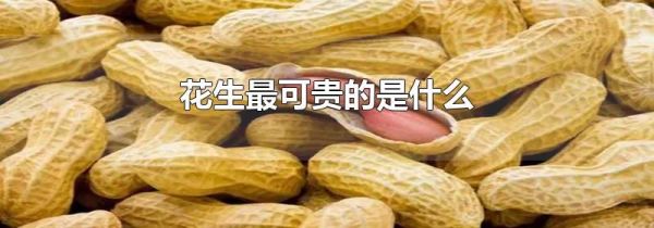 花生最可贵的是什么